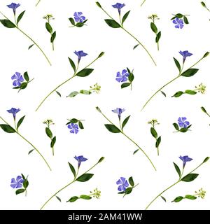 Perwinkle et fleurs sauvages sans couture sur fond blanc Banque D'Images