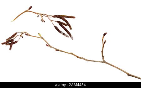 Branches sèches de bouleau avec des chatons isolés sur blanc Banque D'Images