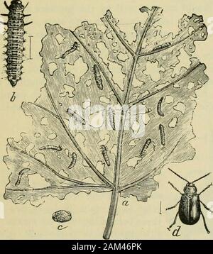 Notre grapeGrapes cultureAlso indigènes et leur descriptif liste des variétés anciennes et nouvelles . Beetle-Haltica Chalybea. Le Grapevine Flea beetle-est, semble-t-il, sur l'augmentation de l'ouest de New York, et il est en train de devenir un ravageur de la vigne croître-er. Sa multiplication ne doit pas bepermitted persistentlyfought, mais devrait être en brisant ou removingin l'automne son lieu habituel d'hiber-nation, comme l'écorce et le refusematerial lâche de la vigne, et en pré-ventilation du ponderosa theheart manger dehors des bourgeons au début du printemps.La première fois qu'ils font leur attaque sur les bourgeons, à laquelle ils sont si destruction tive Banque D'Images