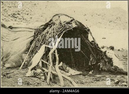 Les observations médicales et physiologiques chez les Indiens du sud-ouest des États-Unis et le nord du Mexique . Un Brigham Young, WHITE RIVER APACHEMEDICINE-MAN. / WALAPAI HUT pour les malades chroniques ou les personnes très âgées Banque D'Images