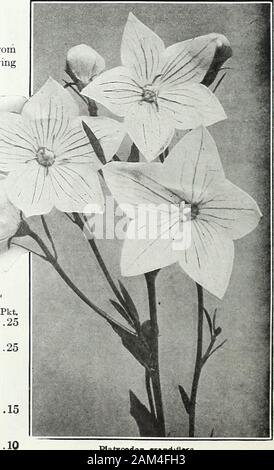 Farquhar's garden : annuel 1922 . Coquelicot. (Papaver.) tous les pavots vivaces peuvent être semées à fromAprU followingSummer la floraison de juin. Poppj alpin. (Pa-Alpinuvi pavé.)charmant coquelicots nains avec deli-cate fleurs dont jaune, ^blanc, rouge et rose. 1 ft. • , 7475 Technique mixte. Pkt. Pdemoaiiim casmlaua, .15 grandiflorum. Pavot d'Islande. (Papaver nudicaule.) ? ?  ?-- .-- Cette belle espèce ^ win la première saison de floraison si sownearly au printemps. ^^sa délicate forme et couleurs rendei ^ - --il souhaitable qu'une bordure exquis plantand pour couper. 1ft. 7480 Farquhars mixte superbe. Shadesof Banque D'Images