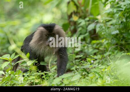 Macaque à queue de lion marchant sur le sol à la recherche de nourriture vu près de Valparai, Tamilnadu, Inde, Asie Banque D'Images