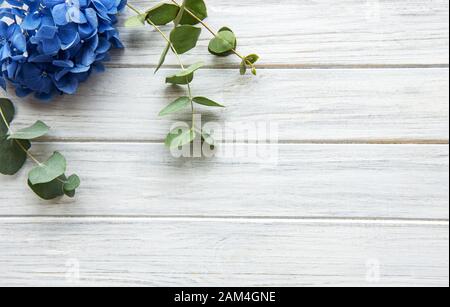 Fleurs et eucalyptus bleu hydracea sur fond blanc en bois. Pose plate. Banque D'Images