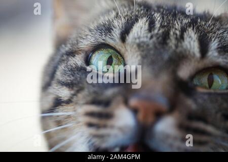 Macro-image avec l'œil d'un chat domestique européen de shorthair Banque D'Images