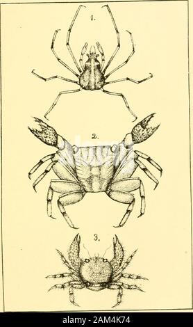 Récit et rapport préliminaire de Bahama expedition . Domaine d'excellence et A.transversa ont été déposés en quantité. MeJeagrina melcagrisformed de grosses masses de coquilles attachées à la racine de mangrove.Nous ne pourrions pas apprendre qu'ils n'étaient jamais recueillies par thenatives, ou qui ont été trouvés dans les perles. h. QQ.-y bien Pinnawas costce abondante avec le longtubular ornée de rangées d'épines. Une espèce de Asaphis a été garantis qui hasthe une délicate couleur umbo rose. Les échinodermes les plus abondants trouvés ici était Toxopiiciis variegatits-TCS, qui a fourni suffisamment de matériel pour notre studentsto entreprendre un caref Banque D'Images