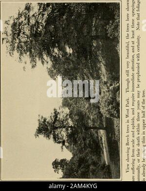 Rapport sur les arbres de l'étude de la parkA Fairmount arbres poussant naturellement dans les forêts du parc et de ceux plantés à l'ombre et à des fins décoratives . ly, le champignon ne peut pas percer l'écorce saine, mais enteronly peut par une blessure ouverte. La sauvegarde est, par conséquent, de supprimer toutes les branches cassées ou malades et peindre toutes les cicatrices orfractures avec peinture de goudron. La gravité de la situation en vue d'un isapparent récente lettre reçue de l'ento-mologist de la New York Zoological Gardens, à l'effectthat ils n'ont pas de châtaignes sain restant dans le Bronx Park.Alors que la preuve absolue n'est pas à portée de main, il me semble Banque D'Images