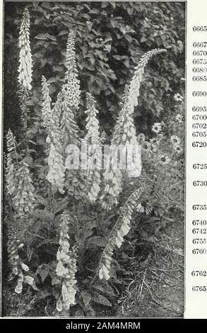 Farquhar's garden : annuel 1922 . arkspur.) riche de nuances bleu, avec centre noir. 4 ft 156602 Bellamosum. Fleurs bleu profond riche du type Belladonna, j'oz., $1.25 ; 0.25 6605 formosum. Magnifique bleu foncé avec des yeux blancs. 3 ft. ... Ioz., 1,00 ; .10 6610 formosum ccelestinum. Très beau grand bleu-pâle floweo-s. 3 ft. ioz., $1.00 ; 0.25 6632 DIANTHUS caesius. {. Rose Cheddar) Rosy-rose, très bien pour les rocailles 6640 deltoides. {Maiden Rose.) variété de pied ; les fleurs rose avec un cercle foncé.6 pouces j'oz., .60 ; 6645 deltoides. alba. WTiite. 8 pouces 5 oz., .60 ; 6655 DICTAMNUS fraxinella. {Dittany.) Fine Banque D'Images