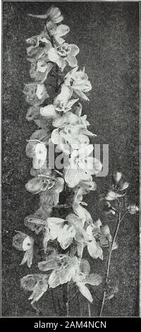 Farquhar's garden : annuel 1922 . Lorsque les masses d'plantedin très voyantes. ... ... ... ... ... ... J'oz., 1,50 $ ; 6565 mixtes hybrides sélectionnés. Un splendide mélange de grand-floraison hybrides d'une couleur allant du bleu pâle au violet profond. ... J'oz., 1,25 $ ; 6566 Bella Donna. Une grande usine de frontière à ramification de la production, de nombreux épis de grandes fleurs simples d'un bleu turquoise clair. 4 ft. j'oz., 1,25 $ ; 6567 Roi des Delphiniums. Une belle variété avec des fleurs. Fleurs semi-doubles et d'un riche bleu gentiane avec oeil blanc. 4 ft. j'oz., 1,50 $ ; 6569 La Reine Wilhelmine. Belles spikes Banque D'Images