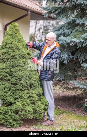 Homme mûr, c'est le bush de conifères dans le jardin au printemps la commande Banque D'Images