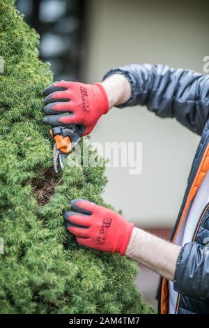 Les mains d'un homme mûr dans des gants de travail nettoyant la bague de conifères dans le jardin pendant la commande du printemps Banque D'Images