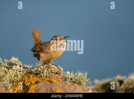 Shetland wren (Troglodytes troglodytes zetlandicus) faisant appel à une pierre mossy contre le ciel bleu, les îles Shetland. Banque D'Images