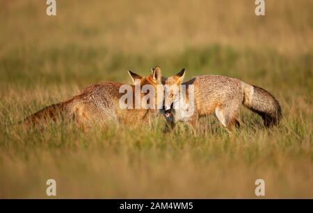 Gros plan sur deux renards rouges ludiques (Vulpes vulpes) dans le domaine de l'herbe. Banque D'Images