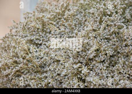 Close-up caspia fleur pour bouquet, limonium, statice Blanc, lavande de mer, marais arrière-plan de romarin Banque D'Images