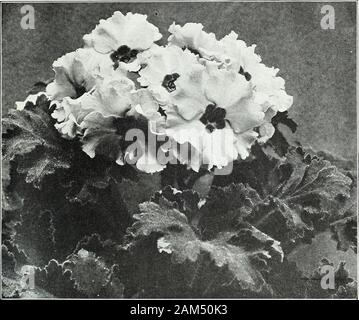 Farquhar's garden : annuel 1922 . Gloiima Farquhars, souche géant. R. et J. FARQUHAR Company, Boston. Les semences des plantes de serre. PRIMULA CHINENSIS. {Primrose Chinois.) 83. 5760 Fapquhaps Rose géant. L'une des plus belles primevères dans la section géant. Les fleurs, très arefringed grand et d'un lumineux plus fascinantes pkt.couleur rose 1,00 $ 6765 Farquhars bleu géant amélioré. Fleurs de grande taille et de couleur bleu profond ; le plus beau bleu, trier, .75 6770 FapquharS rouge géant. Un crimsonflower-veloutée riche avec des yeux sombres. Les plantes sont vigoureuses, freeflowering et des beaux-habitude .... ... ... ... 1. 006775 Fa Banque D'Images