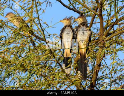 Une paire de bains de soleil de Guira Cuckoo (Guira guira). Redonda, Ceara, Brésil Banque D'Images