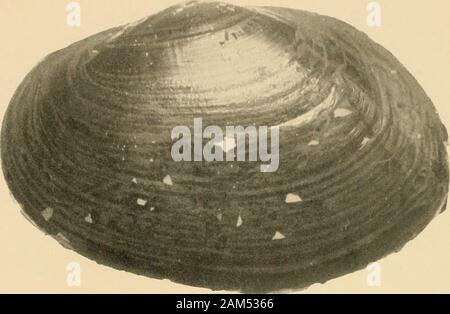 Contributions à la faune malacologique de l'Afrique équatoriale..1.sér., [no]1-72 . Fijï. G7, 68. Equatonale - Mollusques de lAfrique. 29611 éuin. - M. L. GCI-juaiii. Pl. XII.. Banque D'Images