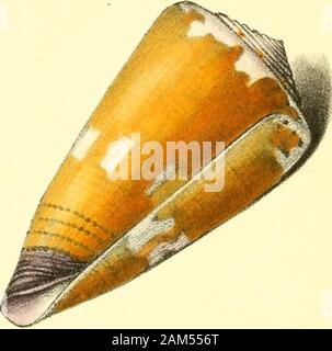 Illustrations zoologiques, ou d'origine, les figures et les descriptions de nouvelles, rares, ou des animaux intéressants : principalement sélectionnés à partir des classes de l'ornithologie, l'entomologie, et conchyliologie, et organisé sur les principes de Cuvier et d'autres zoologistes modernes . a majorité d'auteurs ont, cependant, l'a considérée comme la coquille figuré par naissance et Martini,sous ce nom, et par moi-même récemment dans Acii-chology exotiques. En tant qu'espèce, il est principalement distingué par therows de taches brunes irrégulières qui sont toujours disposedin bandes transversales, tournant dans des taches qui s'adjoiningthe suture, et près de th Banque D'Images