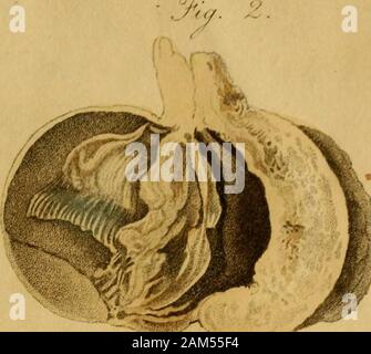 Un synopsis des maladies de l'œil, et leur traitement : à qui sont préfixés, une courte description anatomique et un croquis de la physiologie de cet organe . Banque D'Images