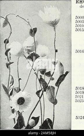 Farquhar's garden : annuel 1922 . arden, non seulement pour l'égayer. L'été, mais que les fleurs coupées pour la décoration d'hiver, utiliser les fleurs doivent être coupées avant qu'ils sont en pleine expansion et suspendu, avec la tête vers le bas, dans une salle aérée pour sécher. Pour les annuelles d'hiver d'une grande 1ft. Pkt. ioz., .25, .10 lOZ., .25, .10 ACROCLINIUM. Showj^ valeur comme les fleurs coupées.W50.4955 Blanc Double Chambre Double Rose. 4960 AMMOBIUM alatum. Splen-n'whiteflowers avec de petites annuelles. 2 ft. . J'oz., .25 ; GLOBE AMARANTE. {Gomphrena.)souhaitable d'annuelles adaptées pour orlarge en bordures d'appoint. 1 ft. Violet 4965 OZ 4970 Orange. 4972 rosea. 4975 Whi Banque D'Images