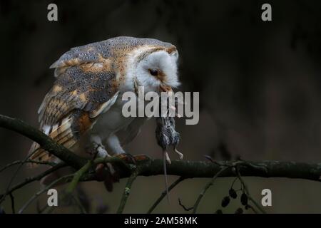 Mignon et belle Effraie des clochers (Tyto alba) manger une souris (proies) au crépuscule. arrière-plan sombre. Noord Brabant aux Pays-Bas. Banque D'Images