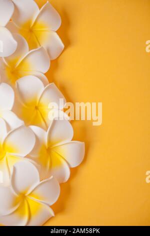 Frangipani plumeria fleurs sur le fond jaune. Espace de copie. Vue de dessus. Composition tropicale Banque D'Images