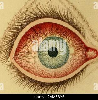 Un synopsis des maladies de l'œil, et leur traitement : à qui sont préfixés, une courte description anatomique et un croquis de la physiologie de cet organe . .Y&gt ;,/. //.. Draxni) F.Thomson Banque D'Images