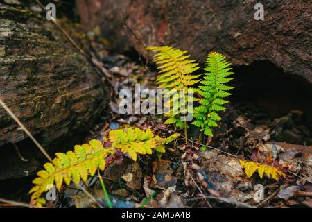 Fern vert qui grandit sur les pierres de schiste au dos à l'automne. La vie verte parmi les pierres. Nature d'automne à Krivoy Rog, Ukraine Banque D'Images