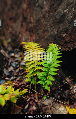 Fern vert qui grandit sur les pierres de schiste au dos à l'automne. La vie verte parmi les pierres. Nature d'automne à Krivoy Rog, Ukraine Banque D'Images