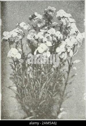 Farquhar's garden : annuel 1922 . white eye dans chaque fleur. j'oz., .60 mixte. Beaucoup de belles couleurs. Oz., 1,75 $ ;|oz., .50Verveine venosa. Un beau demi-hardy peren-nial avec fleurs violettes restant dans bloom fora longue période. La première saison d'fromseeds. 1 ft. .,. ... ... | oz., .35 ; 4695 Verveine. (Aloysia citriodora.) Eleganttender vivace à feuilles odorantes.Le jeune spray sont utiles pour combiner avec d'autres fleurs en bouquets VINCA. {Pervenche de Madagascar.) libre d'ornement en fleurs vivaces les fleurs-firstyear à partir de graines semées en février ou mars dans la chaleur. T Banque D'Images