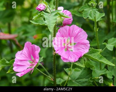 Jolies fleurs roses de la plante de la mule d'arbre, Lavatera thuringiaca, dans un jardin d'été Banque D'Images