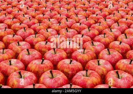 Arrière-plan de pommes rouges avec texture réaliste, 3D Rendering Banque D'Images