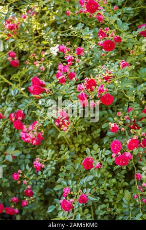 Fond floral naturel. Roses grimpantes de l'ancienne variété Excelsa. Petites fleurs rouges sur un fond de feuilles vertes Banque D'Images