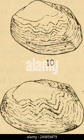 Contributions à la faune malacologique de l'Afrique équatoriale..1.sér., [no]1-72 . 11 12 13 Banque D'Images