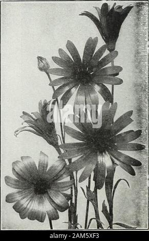 Farquhar's garden : annuel 1922 . avec pourpre parfumé ; . ... ... ... ... J'oz., .40 ; DIASCIA barbarse. Une demi-floraison vivace avec de belles fleurs rose-rose en grande profusion pendant les mois d'été ; utile comme plantes en pot pour les émissions de décoration. 1 ft.DIDISCUS cceruleus. Une belle floraison annuelle de juillet jusqu'au gel. Les fleurs sont de couleur lavande et sont précieux pour la coupe. 1| ft ioz., .60 ; DRACOCEPHALUM moldavicum. Une production annuelle voyante longs épis de fleurs bleu vif ; fine pour la coupe .. ...  ; Oz., .25 ; Farquhars mixte superbe Dianthus. VARIETIE DOUBLE Banque D'Images