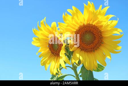 Paire De Tournesol À Fleurs Jaunes Vives Contre Le Ciel Bleu Ensoleillé Banque D'Images