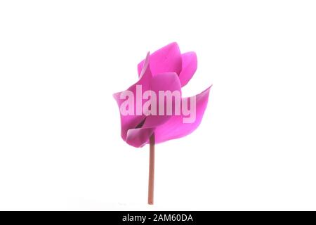 Tête de fleur unique d'une fleur de cyclamen rose ouverte Banque D'Images