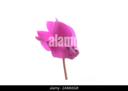 Tête de fleur unique d'une fleur de cyclamen rose ouverte Banque D'Images