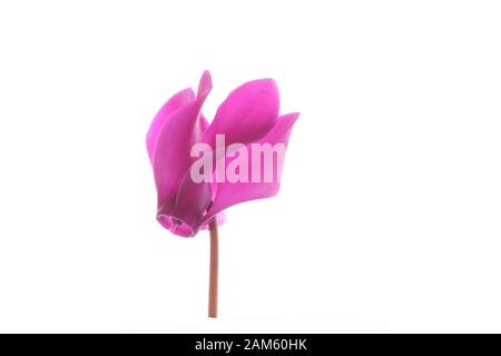 Tête de fleur unique d'une fleur de cyclamen rose ouverte Banque D'Images