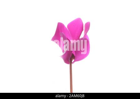 Tête de fleur unique d'une fleur de cyclamen rose ouverte Banque D'Images