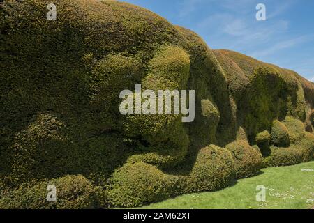 Le Foliage Evergreen d'une ancienne commune, européenne ou anglaise Yew Hedge (Taxus baccata) dans un jardin en Angleterre rurale, Royaume-Uni Banque D'Images