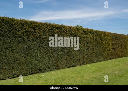 Le Foliage Evergreen d'un Yuw Hedge commun, européen ou anglais (Taxus baccata) dans un jardin en Angleterre rurale, Royaume-Uni Banque D'Images