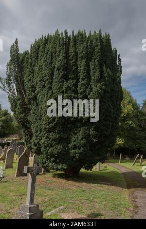 Le Foliage Evergreen d'un Juif commun, européen ou anglais (Taxus bacata) en Rural, Angleterre, Royaume-Uni Banque D'Images