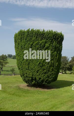 Le Foliage Evergreen d'un Juif commun, européen ou anglais (Taxus bacata) en Rural, Angleterre, Royaume-Uni Banque D'Images