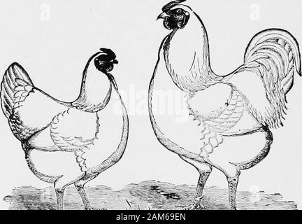 Les profits dans l'aviculture résolu ; meilleure jurisprudence sur l'élevage de volailles ; économiser du travail, de temps et d'argent . la nôtre, mieux couper sa tête, et la brûle, forshe ne N. autour et finalement mourir. Je trouve roupe et les rhumes en volaille, cultivés ou nearlygrown, peut être guéri dans presque tous les cas withoutmedicine en les nourrissant de ma façon, et en partie en grownto un tiers des oiseaux cultivés améliorera très rapidlyon cette alimentation trémie, et par l'aide d'un roupcure bonne vous pouvez économiser près de chaque oiseau et s'themwell et fort. Mais jamais leur donner une purée. Il peut vous arriver d'avoir une poule voyant mais veryrare sur cette rencontre Banque D'Images