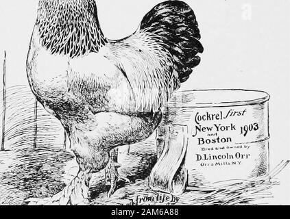 Les profits dans l'aviculture résolu ; meilleure jurisprudence sur l'élevage de volailles ; enregistrer le travail, temps et dépenses . wimwi. Light Brahma Bantam AVICULTURE 49 CHAPITRE XVIII. Maladies - leurs causes et remèdes. Je vais vous écrire quelques mots ici ondiseases de poulets, qui sont nombreux, dans factso nombreux que je n'en mentionnerons que quelques uns qui sont aptto vous donner des problèmes. Tout d'abord, je vais prendre la cause, qui est improperfeeding dans presque tous les cas. Tous les rhumes, roupe, le choléra, la difficulté à l'intestin proviennent de mauvaise alimentation. Causes Thisalso les poux, qui vivent sur la poule, ou plutôt thepoison éjectés de son système. De lourdes Banque D'Images