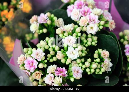 Kalanchoe dans un gros-pot. Fleurs de Kalanchoe roses. Banque D'Images