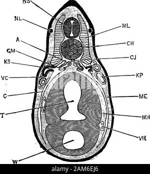 La grenouille : une introduction à l'anatomie, Histologie et Embryologie, . FiG. 36.-Une grenouille-à-queue, près de la fin de la métamorphose,disséquée à partir de la surface ventrale de montrer les reins et les organes de la reproduction repro-x, 4. A, de l'aorte dorsale ; F, corps gras ; GM, glomérule ; KA, archinephricor conduit segmentaire ; KM, corps de Wolff ; KP, le rein, dis-comparaître ; KU, uretère ; O, bouche ; ou, crête génitale ; RV, ofventricle ; à la pointe, de l'oesophage, coupé court. Le système urinaire 146 stomes ; et (2) l'archinephrie segmentaire ou canal, qui est la partie postérieure du tube, et s'exécute en arrière le long de l'dorsalbody-mur pratiquement stra Banque D'Images