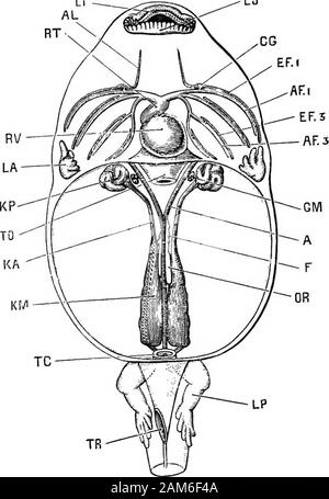 La grenouille : une introduction à l'anatomie, Histologie et Embryologie, . ian basi-cartilage branchiales, qui apparaît dans le plancher de la bouche, entre les extrémités de la face ventrale de l'twopairs premières barres. Comme l'arrière-jambes apparaissent, l'activité des bars de chaque côté une coalescewith une autre fois à leur nageoire dorsale et ventrale leurs extrémités:ils deviennent également fortement courbé, et forment ensemble une complexbasket-travail soutenant les branchies. Plus tard, comme les branchies, le toshrink commencer l'activité de barres deviennent plus minces : leur endsdisappear dorsale, tandis que leurs extrémités ventrales fusionnent avec la BASI-hyal-andbasi les cartilages des branchies, et Banque D'Images