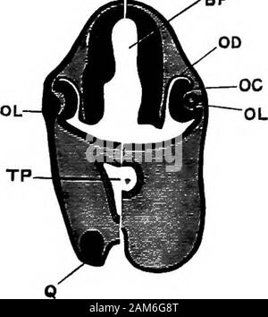 La grenouille : une introduction à l'anatomie, Histologie et Embryologie, . avec l'oncerned appre-tion de la présence et la nature d'objets externes, et aretherefore nécessairement formés sur la surface du corps. Être considéré comme Theymay portions spécialement modifiés de l'épiderme. Le nez. Les organes olfactifs apparaissent très tôt au stageas jumelé des épaississements de la couche nerveux de l'épiblaste à 122 DÉVELOPPEMENT DE LA PROG l'extrémité antérieure de la tête, dans les angles entre le cerveau et l'avant-vésicules optiques. Une piqûre de la surface,impliquant les deux couches de l'épiblaste, j'affiche bientôt Banque D'Images