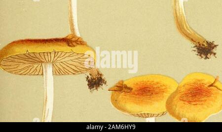 Illustrations de champignons hyménomycètes (britannique), pour servir d'atlas pour le "Manuel de la Champignons' . PL. 476,. VJ u^-&gt ;